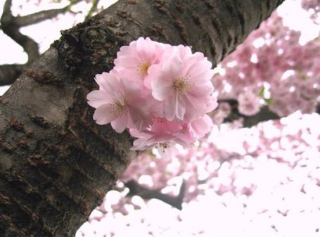 ❀ُصـَور اشجار الساكورا من تجميعي..❀ _sakura___by_fay_lin1